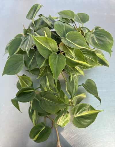 Philodendron scandens 'Brasil'