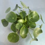 Pilea peperomioides