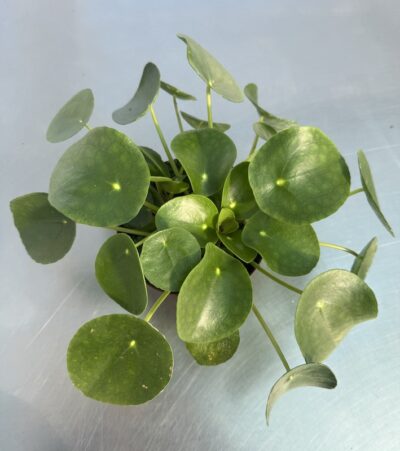 Pilea peperomioides