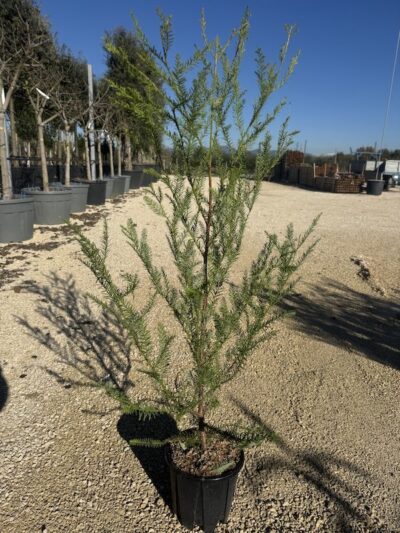 Sequoia sempervirens SEQUOIA SEMPREVERDE