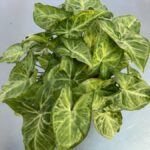 Syngonium 'Arrow'