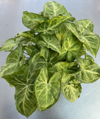 Syngonium 'Arrow'