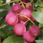 Vaccinium corymbosum ‘Pink Lemonade’