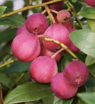 Vaccinium corymbosum ‘Pink Lemonade’