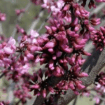 Cercis canadensis 'Merlot'