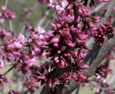Cercis canadensis 'Merlot'