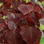 Cercis canadensis 'Red Force'