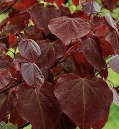 Cercis canadensis 'Red Force'