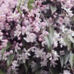 Clematis armandii 'Apple Blossom'