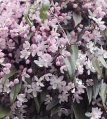 Clematis armandii 'Apple Blossom'