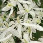 Clematis armandii 'Snowdrift'