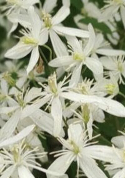 Clematis armandii 'Snowdrift'