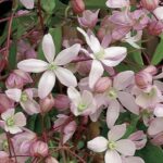 Clematis armandii ‘Hendersonii Rubra’