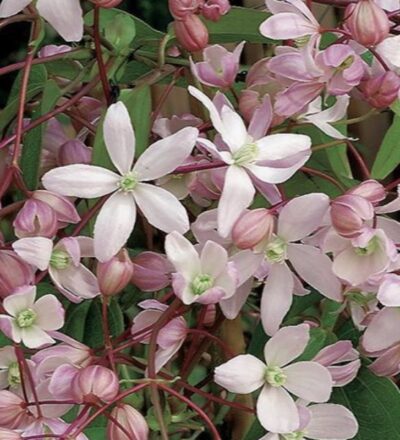 Clematis armandii ‘Hendersonii Rubra’
