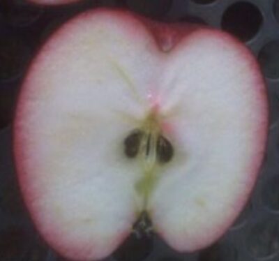 Melo Abbondanza Rossa