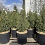 Picea glauca 'Perfecta' CL18