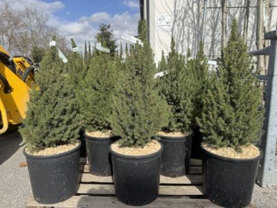 Picea glauca 'Perfecta' CL18