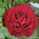 ROSA ADMIRAL
