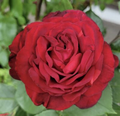 ROSA ADMIRAL