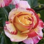 ROSA CAMILLE PISSARRO