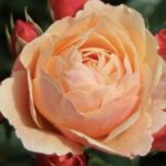 ROSA CRÈME BRULÈE