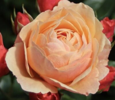 ROSA CRÈME BRULÈE