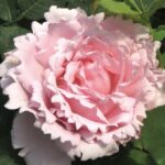 ROSA SOPHIE ROCHAS