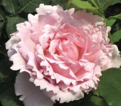 ROSA SOPHIE ROCHAS