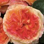 Rosa Henri Delbard