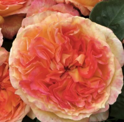 Rosa Henri Delbard