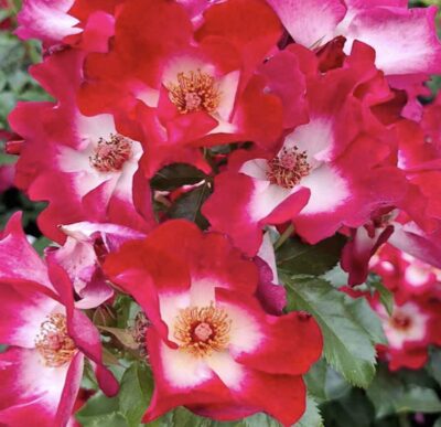 ROSA LOKI