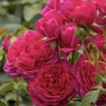 Rosa Soul