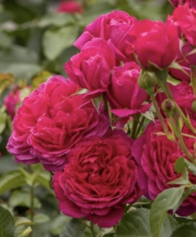 Rosa Soul