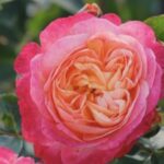 Rosa Tucan