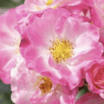 ROSA KONFETTI GPT