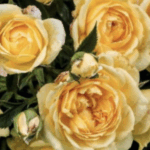ROSA STARLET ELIDA GPT
