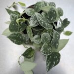 Scindapsus pictus ‘Silver Ann’