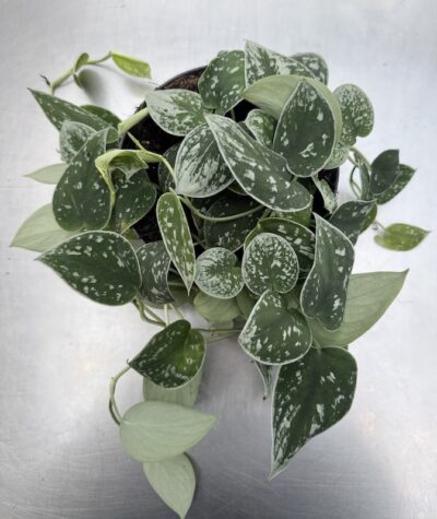 Scindapsus pictus ‘Silver Ann’