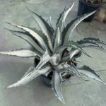 Agave americana 'Mediopicta Alba'