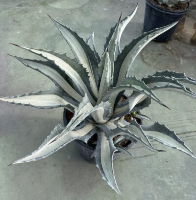 Agave americana 'Mediopicta Alba'