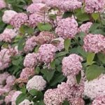 Hydrangea arborescens 'Candybelle Bubblegum'