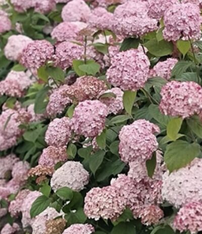 Hydrangea arborescens 'Candybelle Bubblegum'