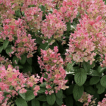 Hydrangea paniculata 'Little Quick Fire'