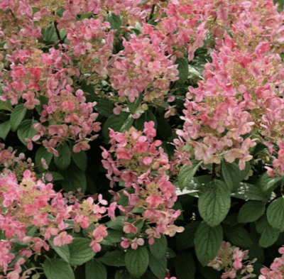 Hydrangea paniculata 'Little Quick Fire'