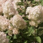 Hydrangea paniculata 'Phantom' ORTENSIA PANICULATA