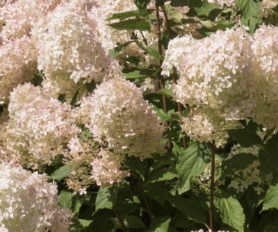 Hydrangea paniculata 'Phantom' ORTENSIA PANICULATA