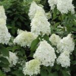 Hydrangea paniculata 'Polar Bear' ORTENSIA PANICULATA