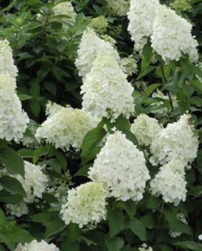 Hydrangea paniculata 'Polar Bear' ORTENSIA PANICULATA
