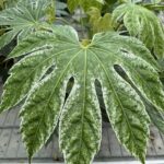 Aralia japonica 'Spider's Web'