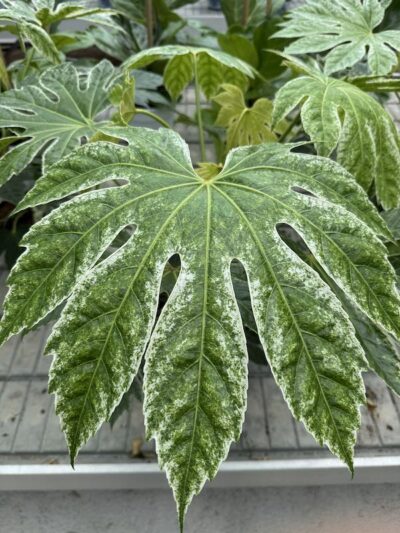 Aralia japonica 'Spider's Web'
